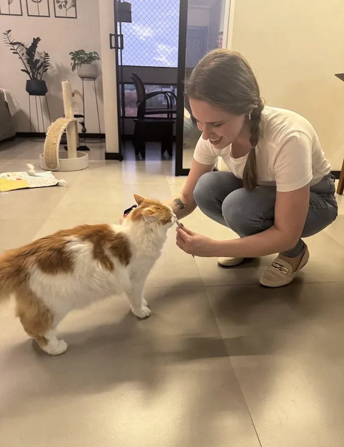 Veterinária oferecendo petisco a gato durante atendimento domiciliar em Joinville